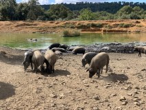 Iberian Pig Farm Experience