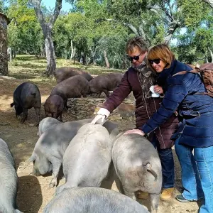 Iberian Pig Farm Experience
