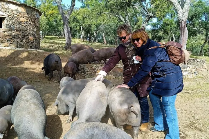 Iberian Pig Farm Experience