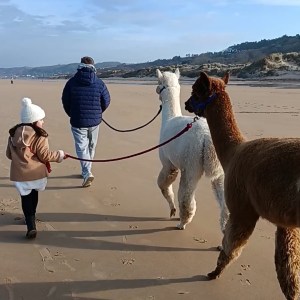 Normandy Alpaca Farm Walking Experience
