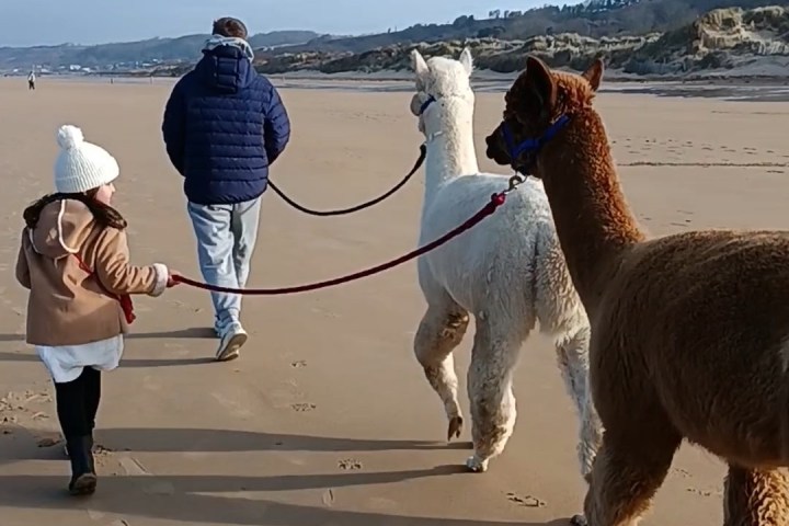 Normandy Alpaca Farm Walking Experience
