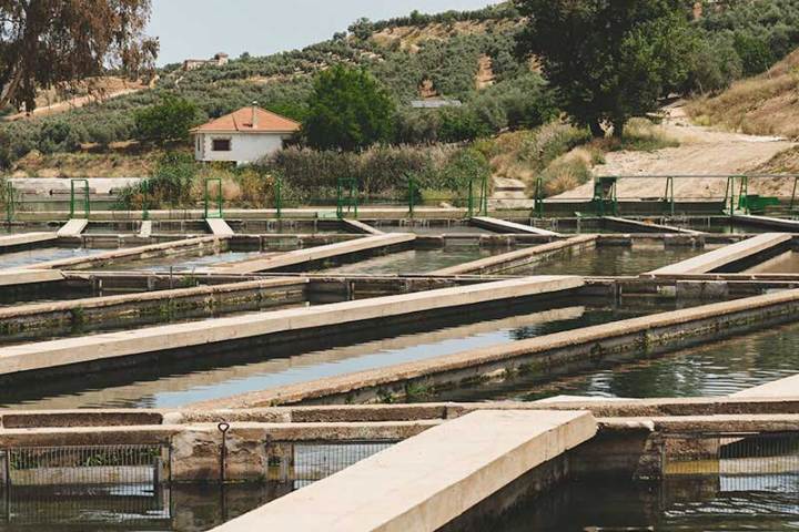 Caviar Tasting & Guided Experience