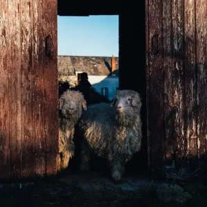 Chaussy Goat and Sheep Experience