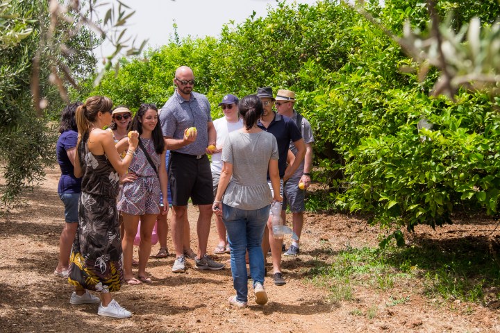 Sicilian Olive Oil & Lemons Experience