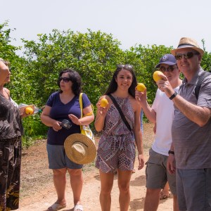 Sicilian Olive Oil & Lemons Experience