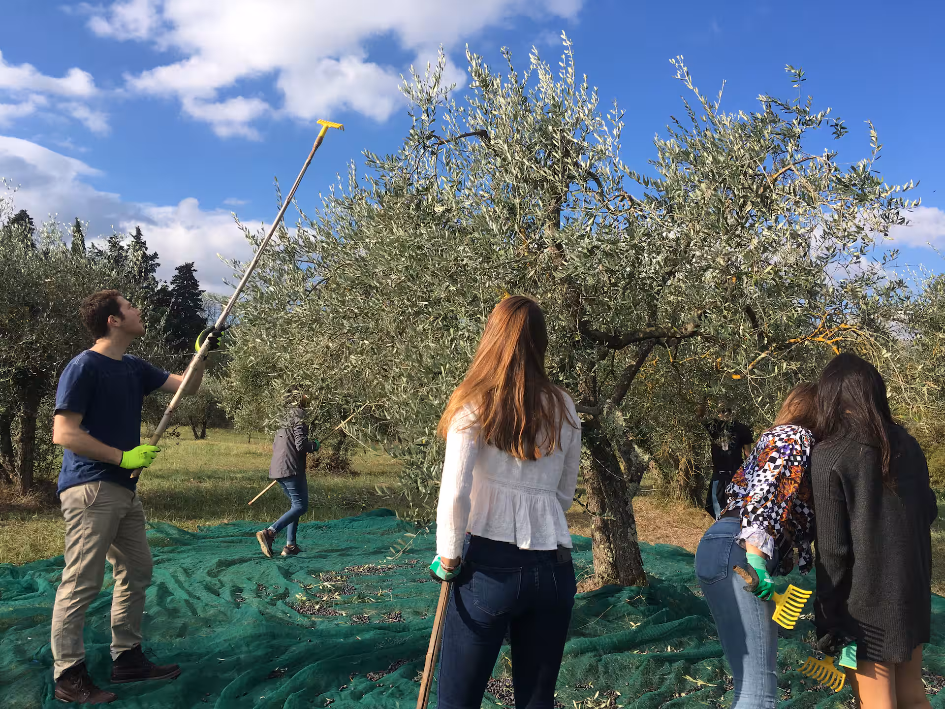 Tuscany Olive oil tour