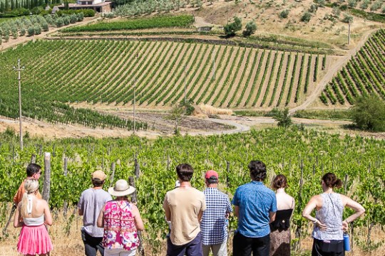 Chianti Classico Tasting & Trekking Experience