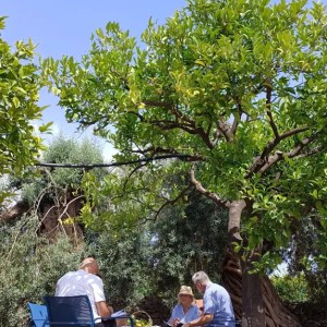 Sicilian Olive Oil Experience