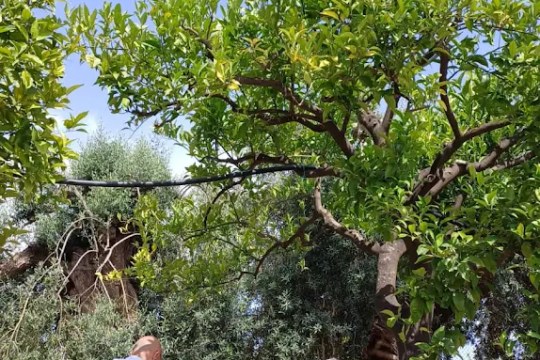 Sicilian Olive Oil Experience