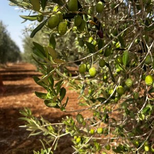 Sicilian Olive Oil Experience
