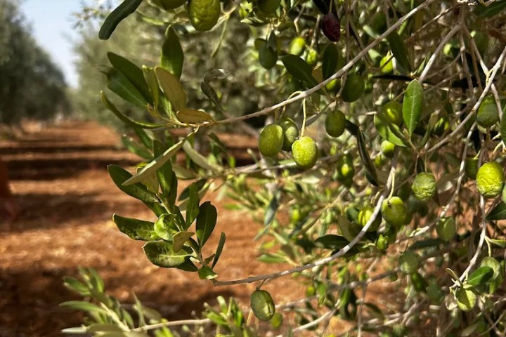 Sicilian Olive Oil Experience