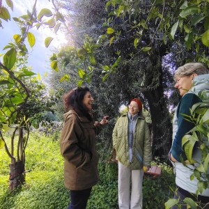 Sicilian Olive Oil Experience