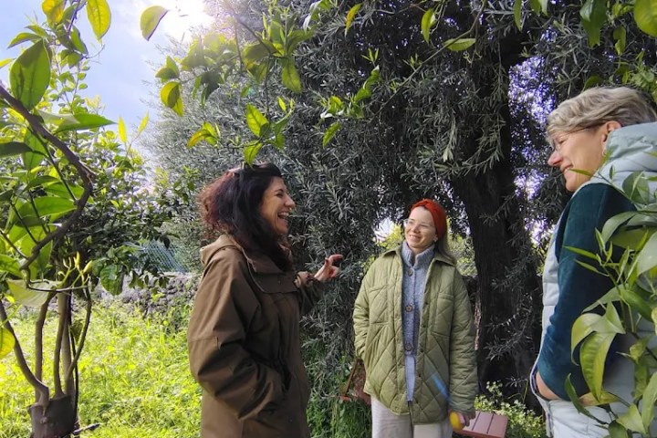 Sicilian Olive Oil Experience