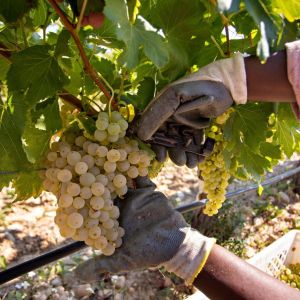 Elciego Winery Tour & Guided Tasting Experience