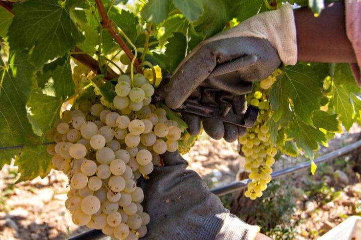 Elciego Winery Tour & Guided Tasting Experience