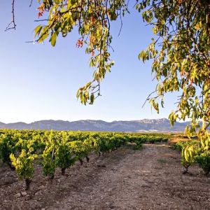 Elciego Winery Tour & Guided Tasting Experience