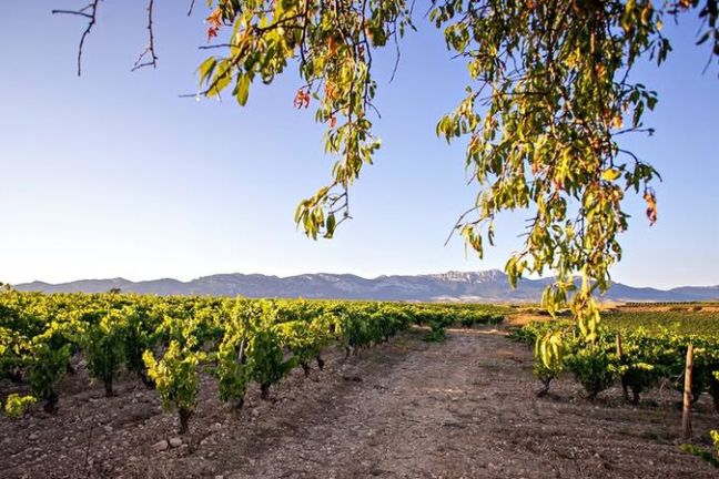 Elciego Winery Tour & Guided Tasting Experience