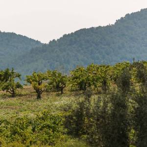 Discovery Cellars Experience