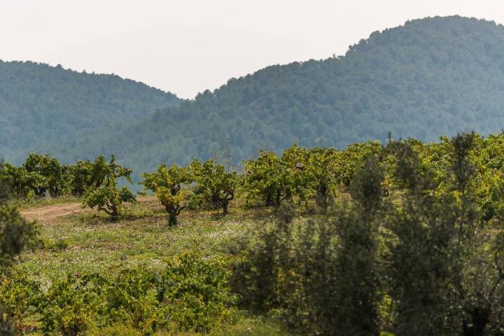 Discovery Cellars Experience