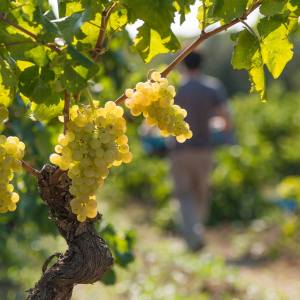 Discovery Cellars Experience