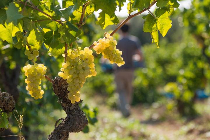 Discovery Cellars Experience