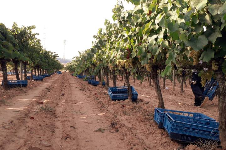 Discovery Cellars Experience