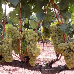 Discovery Cellars Experience