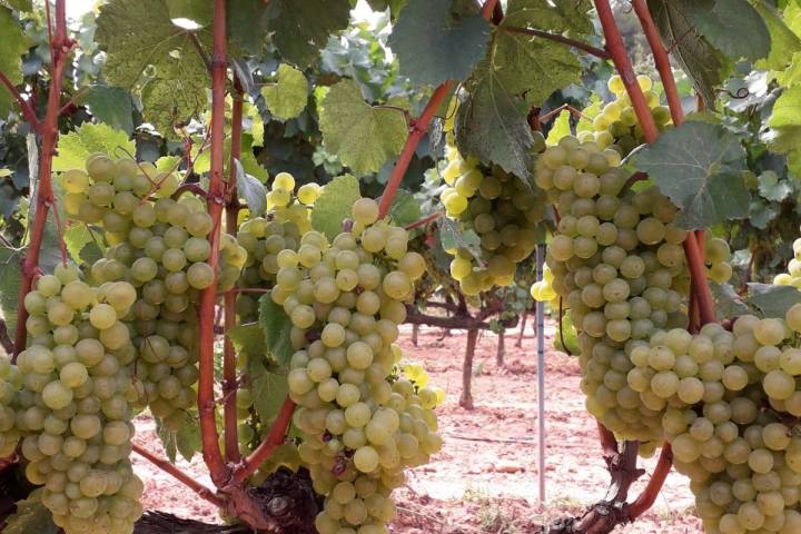 Discovery Cellars Experience