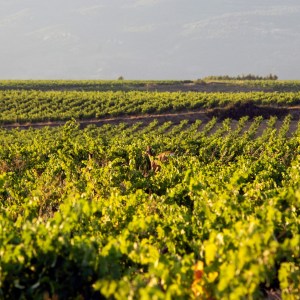 Elciego Winery Tour & Guided Tasting Experience