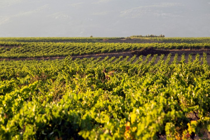 Elciego Winery Tour & Guided Tasting Experience