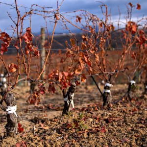 Elciego Winery Tour & Guided Tasting Experience