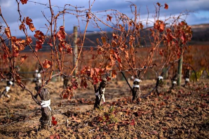 Elciego Winery Tour & Guided Tasting Experience