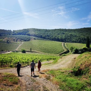 Chianti Classico Vineyard Trek & Premium Wine Tasting