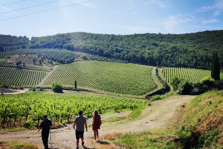 Chianti Classico Vineyard Trek & Premium Wine Tasting