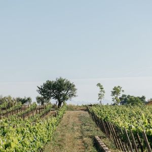 Visit with Wine & Cheese Pairing