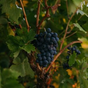 Visit with Wine & Cheese Pairing