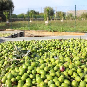 Sicilian Olive Oil Experience