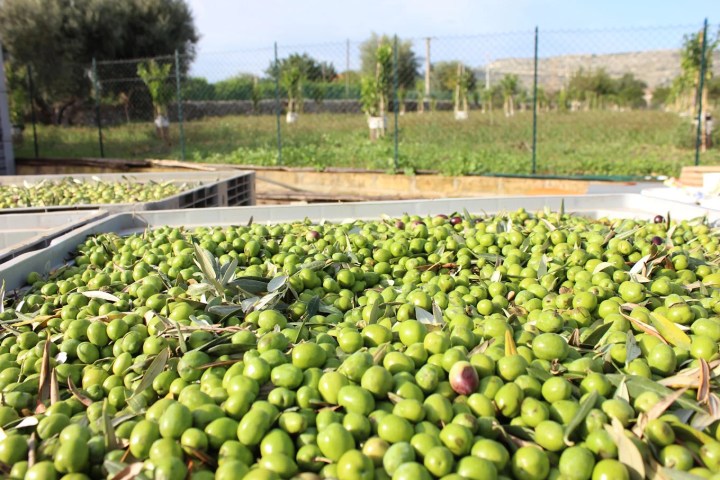 Sicilian Olive Oil Experience