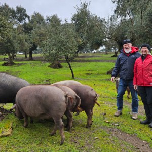 Iberian Pig Farm & Ham Tasting Tour