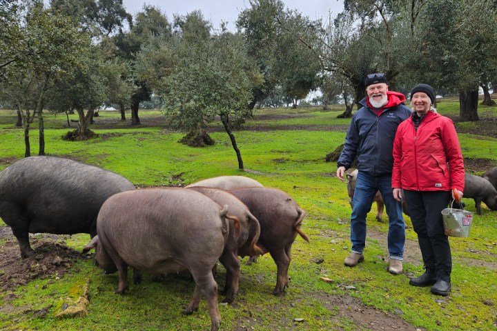 Iberian Pig Farm & Ham Tasting Tour
