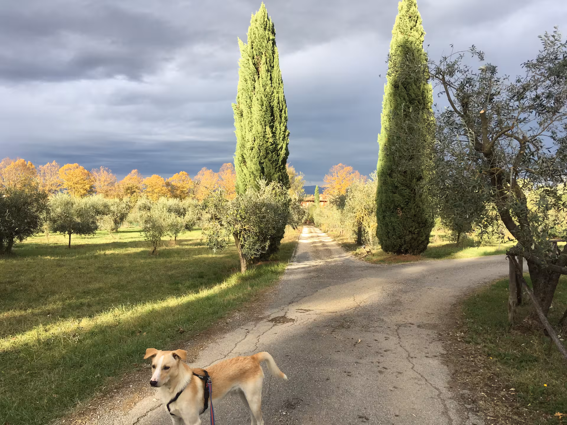 Tuscany Olive oil tour