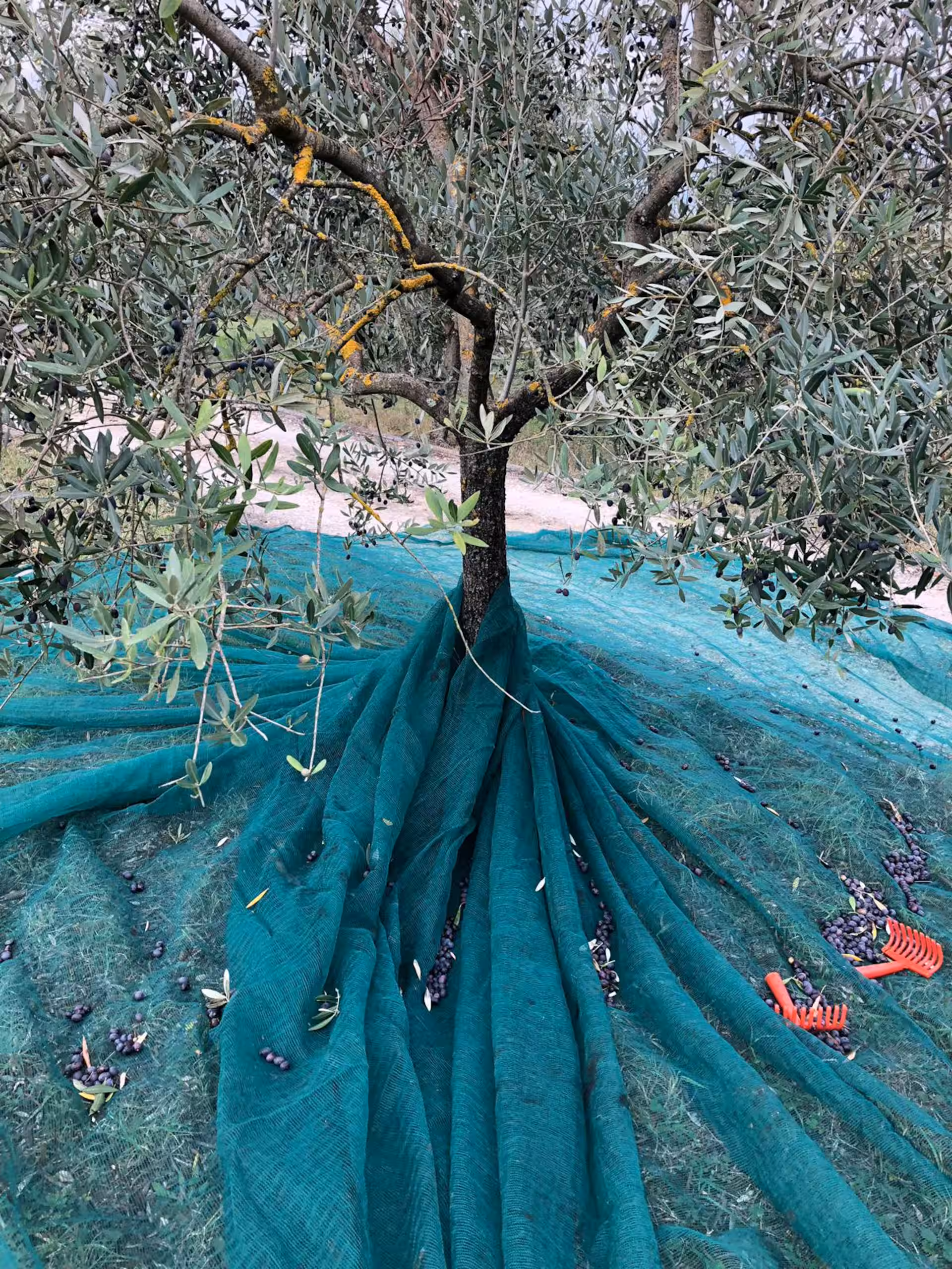 Tuscany Olive oil tour