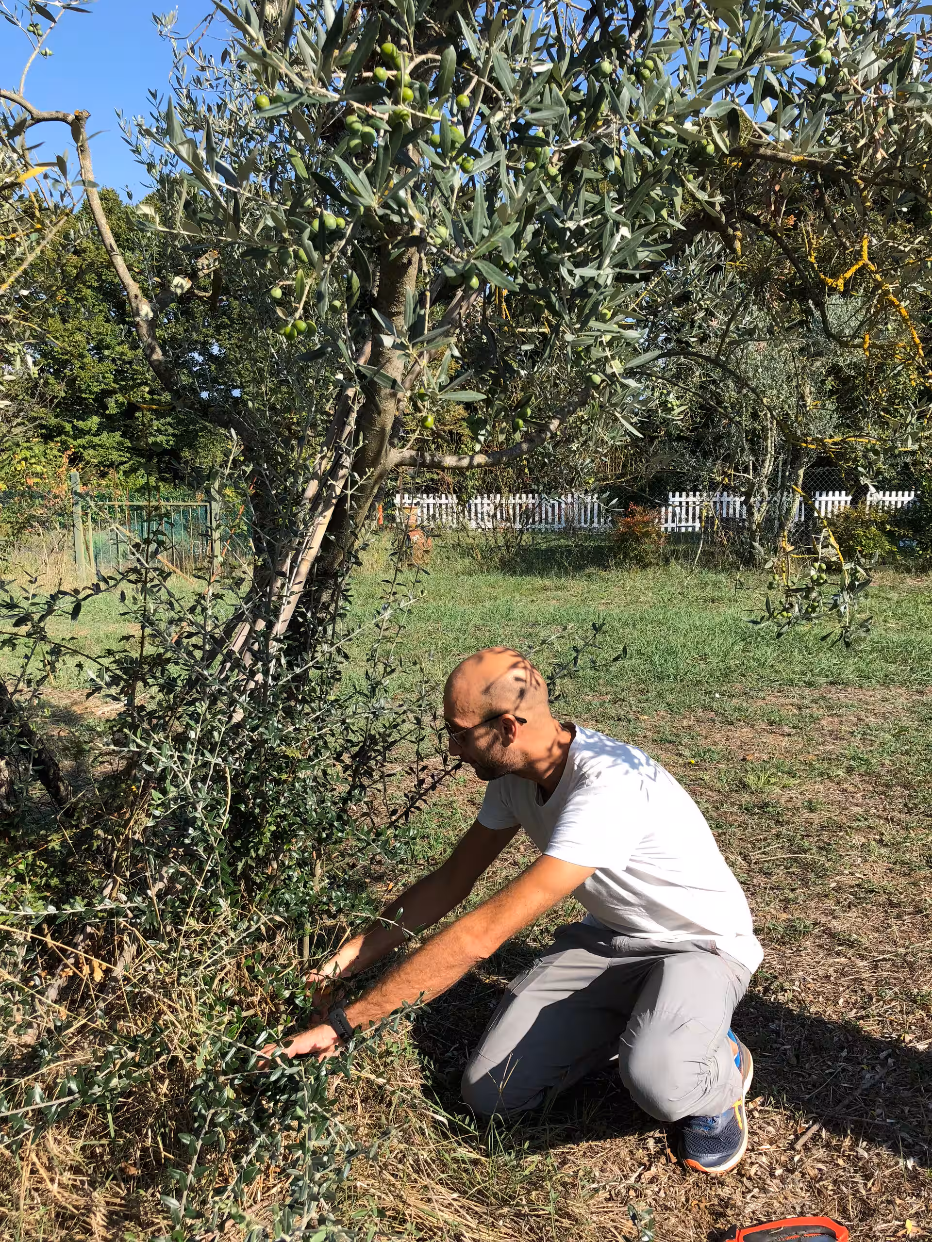 Tuscany Olive oil tour