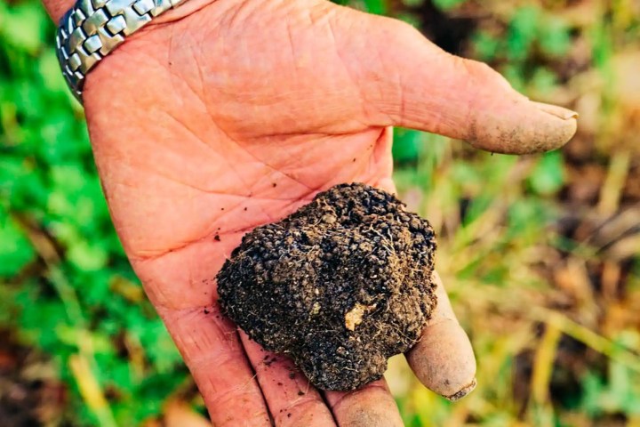 tuscany Truffle Experience