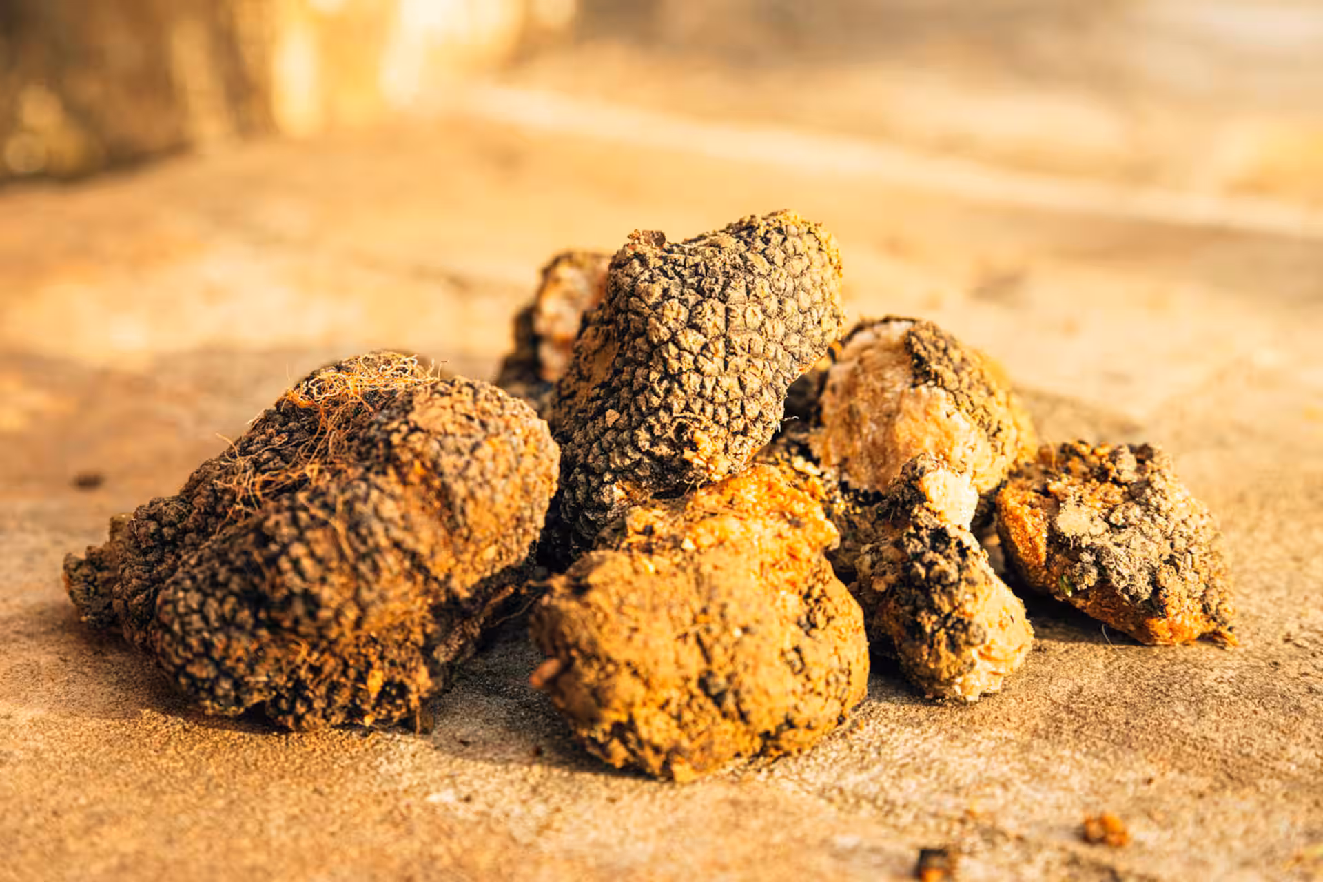 tuscany Truffle Experience