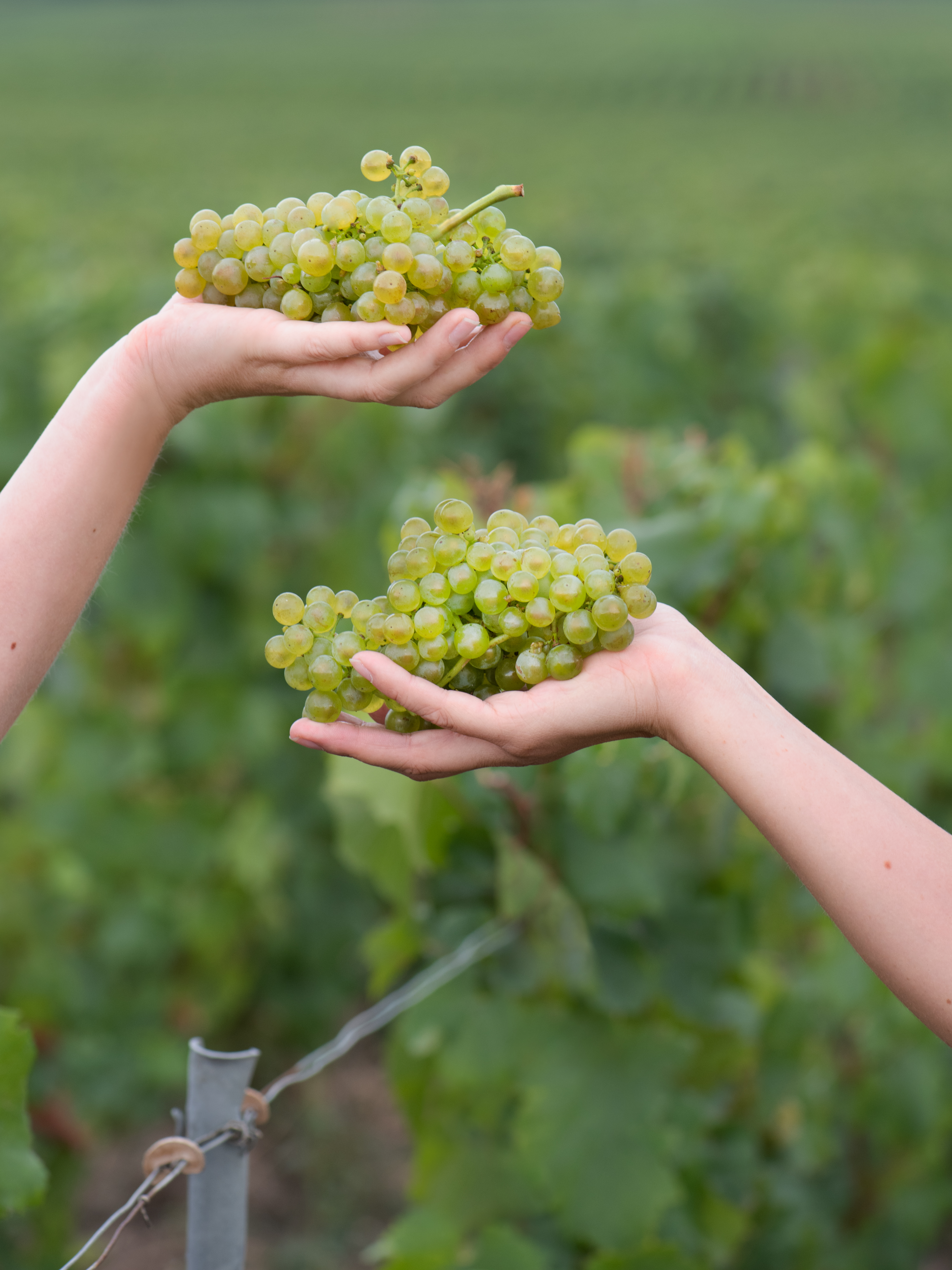 Champagne Vintage Tour France - Ayala Vendanges 2022 Chardonnay Hand 17 