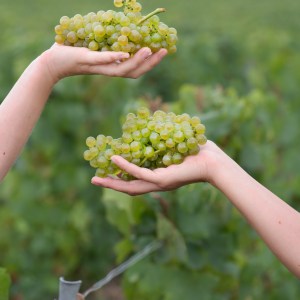 Champagne Introduction Experience