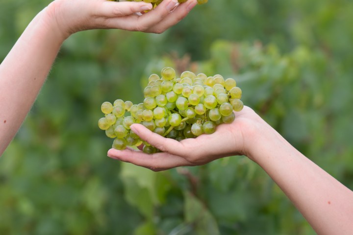 Champagne Introduction Experience