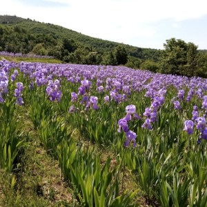 Tuscan Hikking Experience