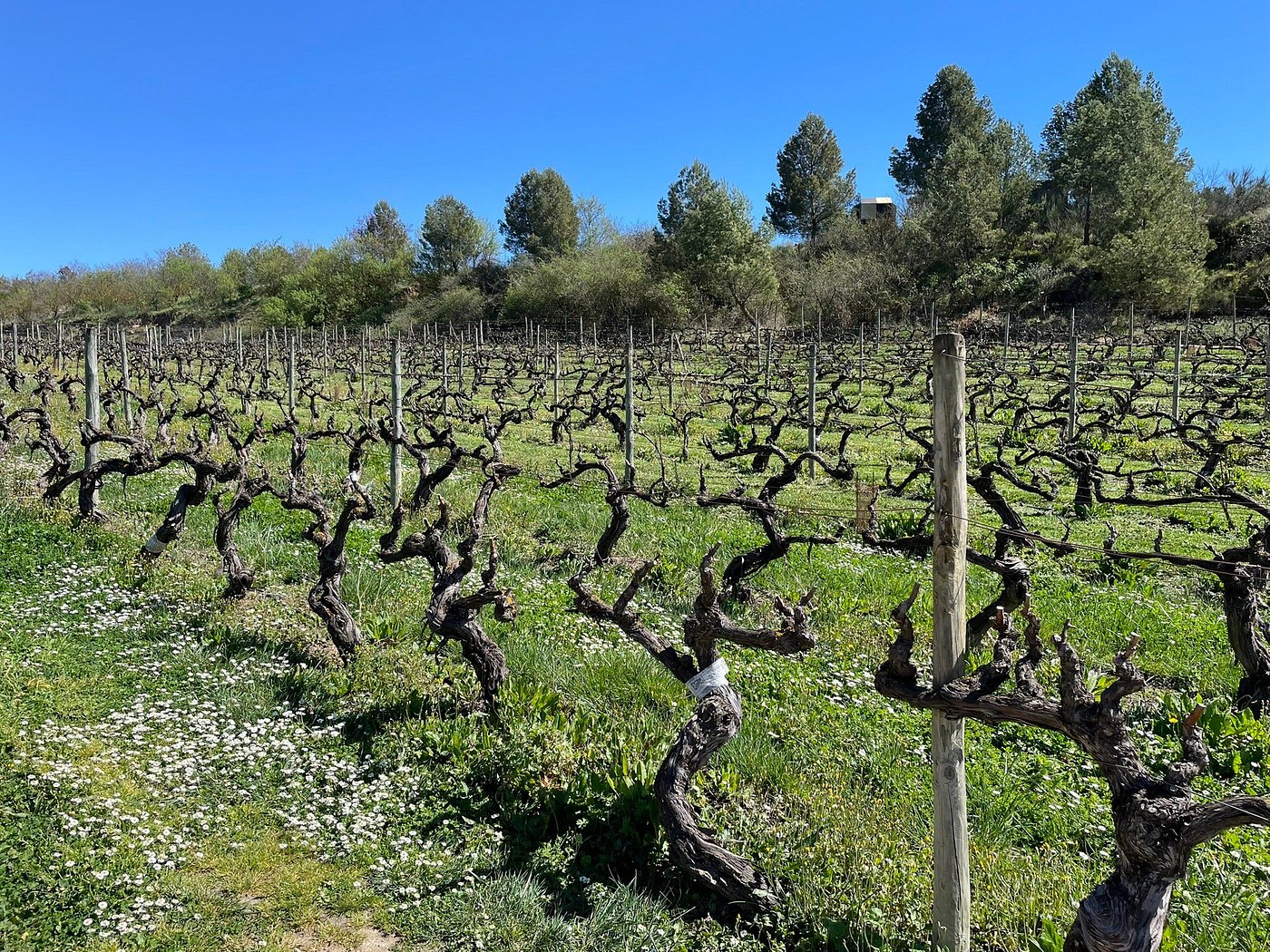 Basque Winery amp Guided Premium - Captiona 